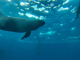 アクアワールド茨城県大洗水族館に投稿された画像（2026/9/10）
