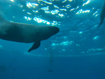 アクアワールド茨城県大洗水族館に投稿された画像（2026/9/10）