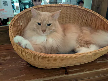 猫カフェモカ　池袋東口店に投稿された画像（2026/9/10）