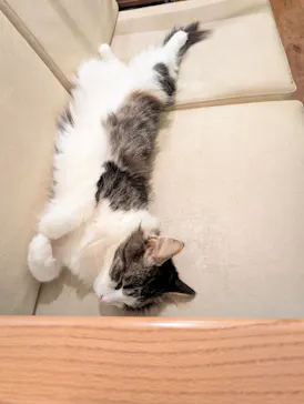 猫カフェモカ　池袋東口店に投稿された画像（2026/9/10）