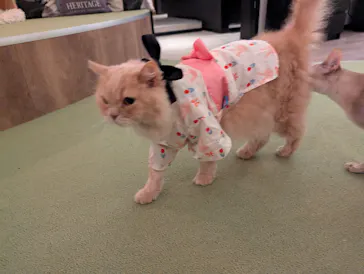 猫カフェモカ　池袋東口店に投稿された画像（2026/9/10）
