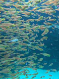 環境水族館アクアマリンふくしまに投稿された画像（2026/9/10）