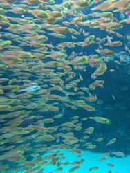 環境水族館アクアマリンふくしまに投稿された画像（2026/9/10）