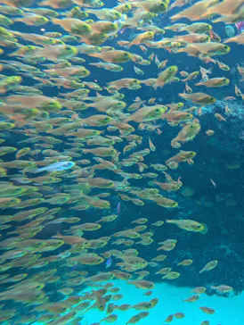環境水族館アクアマリンふくしまに投稿された画像（2026/9/10）