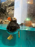 アクアワールド茨城県大洗水族館に投稿された画像（2026/9/10）