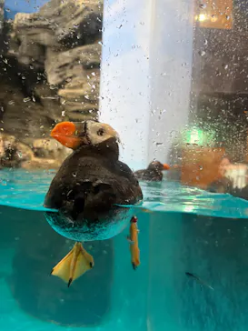 アクアワールド茨城県大洗水族館に投稿された画像（2026/9/10）