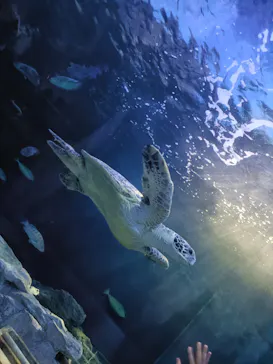 しながわ水族館に投稿された画像（2026/9/10）