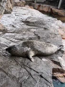 しながわ水族館に投稿された画像（2026/9/10）