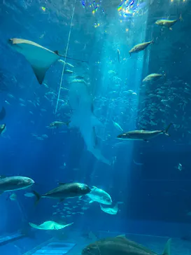 沖縄美ら海水族館に投稿された画像（2026/9/10）
