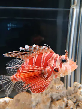 大分マリーンパレス水族館 「うみたまご」に投稿された画像（2026/9/10）