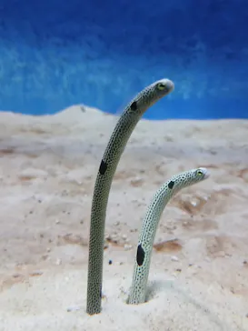大分マリーンパレス水族館 「うみたまご」に投稿された画像（2026/9/10）
