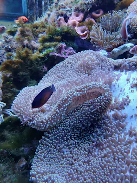 大分マリーンパレス水族館 「うみたまご」に投稿された画像（2026/9/10）