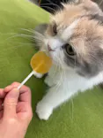 猫カフェモカ　アルシェ大宮店に投稿された画像（2026/9/10）