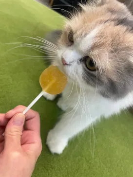 猫カフェモカ　アルシェ大宮店に投稿された画像（2026/9/10）