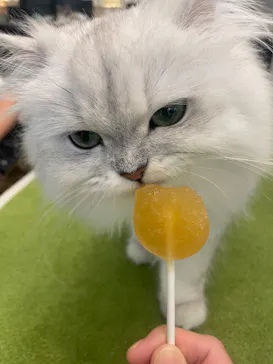 猫カフェモカ　アルシェ大宮店に投稿された画像（2026/9/10）