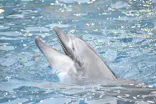 名古屋港水族館に投稿された画像（2026/9/10）