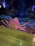 大分マリーンパレス水族館 「うみたまご」に投稿された画像（2026/9/10）
