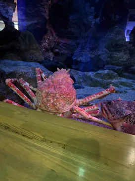 大分マリーンパレス水族館 「うみたまご」に投稿された画像（2026/9/10）