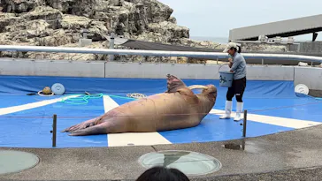 大分マリーンパレス水族館 「うみたまご」に投稿された画像（2026/9/10）