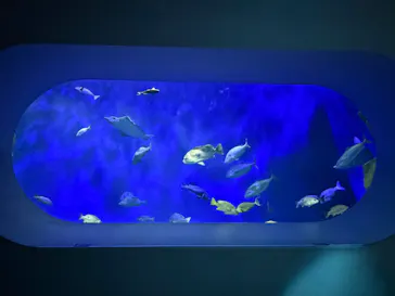 大分マリーンパレス水族館 「うみたまご」に投稿された画像（2026/9/10）
