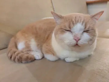 猫カフェモカ　池袋東口店に投稿された画像（2026/9/10）