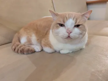 猫カフェモカ　池袋東口店に投稿された画像（2026/9/10）