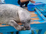 ゼロ距離水族館 伊勢シーパラダイスに投稿された画像（2026/9/10）