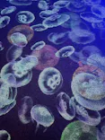 九十九島水族館海きららに投稿された画像（2026/9/11）