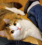 猫カフェモカ　池袋東口店に投稿された画像（2026/9/11）