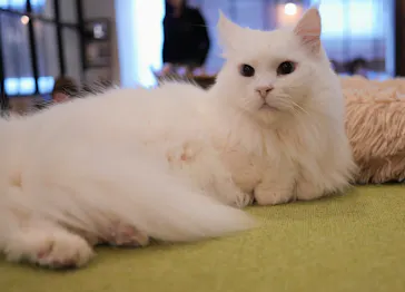 猫カフェモカ　池袋東口店に投稿された画像（2026/9/10）