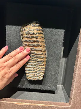 特別展「氷河期展　人類が見た４万年前の世界」（福岡会場）に投稿された画像（2026/9/11）