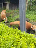 恩賜上野動物園に投稿された画像（2026/9/11）