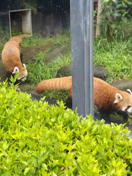 恩賜上野動物園に投稿された画像（2026/9/11）