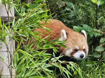 恩賜上野動物園に投稿された画像（2026/9/11）