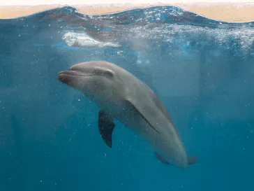 新江ノ島水族館に投稿された画像（2026/9/11）