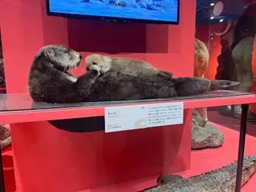 特別展「いきもの超ワールド展　国立科学博物館×ダーウィンが来た！」（国立科学博物館）に投稿された画像（2026/9/11）
