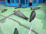ゼロ距離水族館 伊勢シーパラダイスに投稿された画像（2026/9/11）