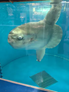 越前松島水族館に投稿された画像（2026/9/11）
