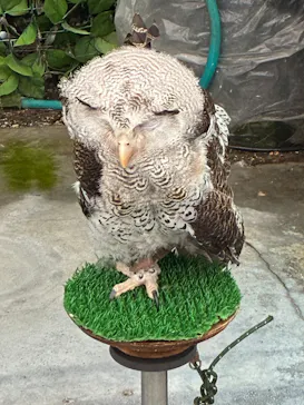 掛川花鳥園に投稿された画像（2026/9/11）