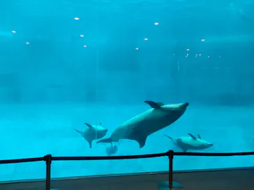 名古屋港水族館に投稿された画像（2026/9/12）