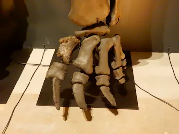 福井県立恐竜博物館に投稿された画像（2026/9/12）