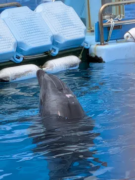 名古屋港水族館に投稿された画像（2026/9/12）
