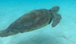 タンディーマリンに投稿された画像（2026/9/12）