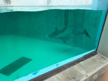 しながわ水族館に投稿された画像（2026/9/12）