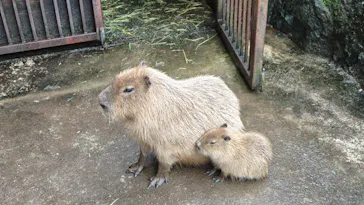 伊豆シャボテン動物公園に投稿された画像（2026/9/12）