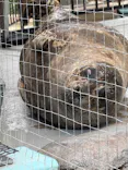 恩賜上野動物園に投稿された画像（2026/9/12）