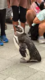 大分マリーンパレス水族館 「うみたまご」に投稿された画像（2026/9/12）