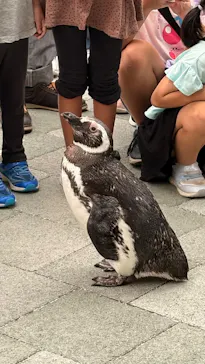 大分マリーンパレス水族館 「うみたまご」に投稿された画像（2026/9/12）