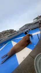 大分マリーンパレス水族館 「うみたまご」に投稿された画像（2026/9/12）