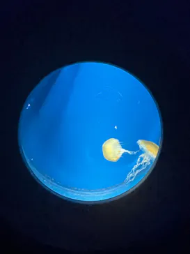 新江ノ島水族館に投稿された画像（2026/9/12）